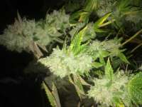 Imagen de LemiAten (Skywalker Kush)