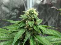 Imagen de MaxFrost [Skywalker Kush]