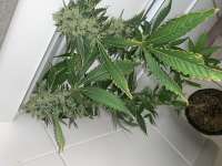 Imagen de Rasinterior (Sour Diesel)