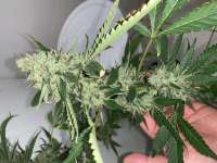 Imagen de Rasinterior (Sour Diesel)