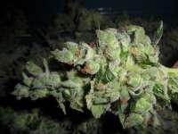 Imagen de admin (Sour Tangie)