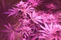 Imagen de LEDgrowman (Strawberry Banana)