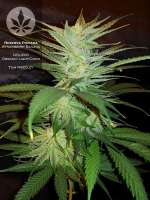 Reserva Privada Strawberry Banana - foto de pineappleltd