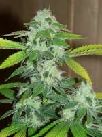 Imagen de westeu (Sour Diesel IBL)