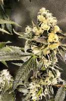 Imagen de hcogolloo (Sour Diesel IBL)