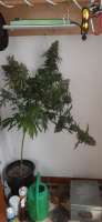 Reservoir Seeds Strawberry Diesel - foto de AntidoteMan