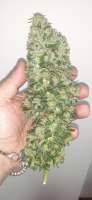 Reservoir Seeds Strawberry Diesel - foto de AntidoteMan