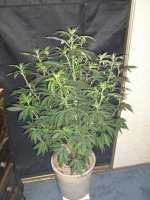 Resin Seeds L.A. Ultra - foto de barnsy73