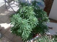 Riot Seeds Original OG Kush - foto de oldskool