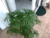 Imagen de oldskool (Purple Lemon Larry OG Kush)