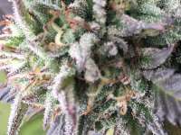 Riot Seeds White Crack - foto de Magnus