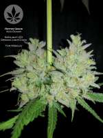 Ripper Seeds Acid Dough - foto de pineappleltd