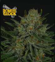 Ripper Seeds Double Glock - foto de RSeeds