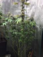 Ripper Seeds GMO x Animal Cookies - foto de MysterMagoo