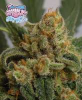 Ripper Seeds Grapegum - foto de RSeeds