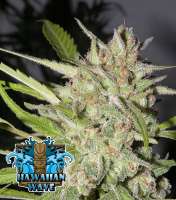 Imagen de RSeeds (Hawaiian Wave)