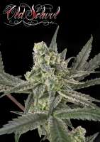 Ripper Seeds Old School - foto de RSeeds