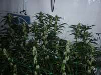 Ripper Seeds Ripper Haze - foto de ninja