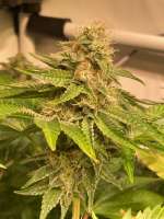 Ripper Seeds Sour Ripper - foto de MartenNL