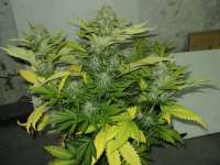 Ripper Seeds Toxic - foto de Loveweed