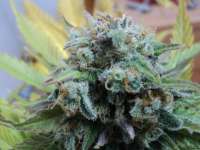 Ripper Seeds Toxic - foto de Loveweed