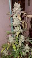 Ripper Seeds Zombie Kush - foto de Goboafan