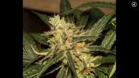 Imagen de Mephisto66689 (Zombie Kush)