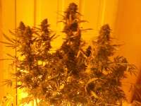 Rokerij Seeds Rokerij Cheese - foto de Weeddan