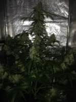 Royal Queen Seeds Amnesia Haze Automatic - foto de SuperS