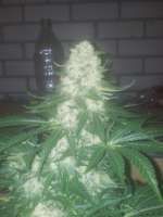 Imagen de bubblekush2 (Bubble Kush)