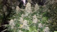 Royal Queen Seeds Bubble Kush - foto de kappkillero187