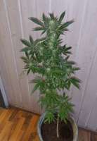 Royal Queen Seeds Bubblegum XL - foto de ChrisakaAlpa