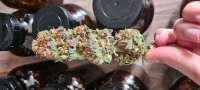 Imagen de Kleineshanfblatt (Candy Kush Express)