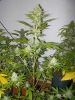 Imagen de WhiteyB (Candy Kush Express)