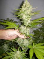 Imagen de WhiteyB (Candy Kush Express)