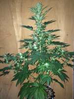 Royal Queen Seeds Chocolate Haze - foto de SuperS