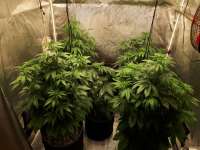 Royal Queen Seeds Cookies Gelato - foto de Pippo56