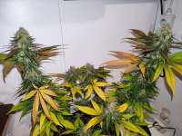 Royal Queen Seeds Critical - foto de Greenywi