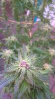 Royal Queen Seeds Critical Kush - foto de XC4grw