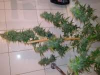 Royal Queen Seeds Diesel Automatic - foto de fonzi