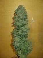 Royal Queen Seeds Euphoria - foto de tencer