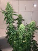 Royal Queen Seeds Haze Berry - foto de Teebaum