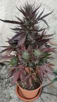 Royal Queen Seeds HulkBerry Automatic - foto de Padbabs