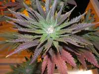 Royal Queen Seeds Ice - foto de djcgio