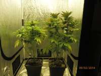 Royal Queen Seeds Ice - foto de djcgio