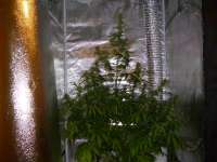 Royal Queen Seeds Jack Herer Automatic - foto de Mojojojo