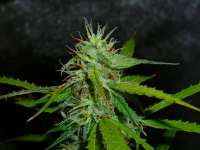 Royal Queen Seeds Jack Herer Automatic - foto de Mojojojo