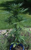 Royal Queen Seeds Jack Herer Automatic - foto de qdb5285