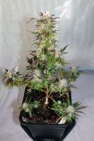 Royal Queen Seeds Lemon Haze - foto de therpenist