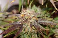 Royal Queen Seeds Lemon Haze - foto de therpenist